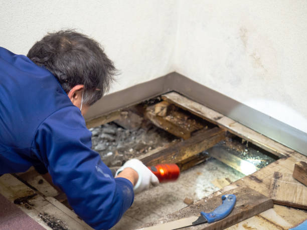 Best Attic Mold Removal  in Liberty, MO