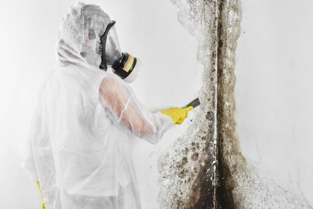 Best Mold Damage Repair  in Liberty, MO