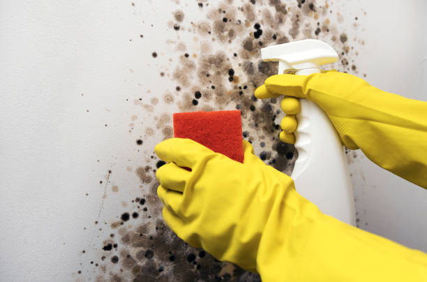 Attic Mold Removal in Liberty, MO