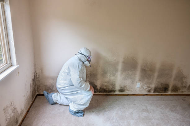 Reliable Liberty, MO Mold Removal Solutions