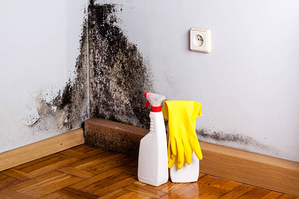 Best Same-Day Mold Removal  in Liberty, MO