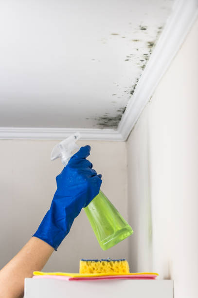 Mold Removal Process in Liberty, MO